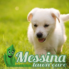 Messina Lawn Care